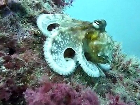 Club Stéphanois de Plongée Sous-Marine : Poulpe