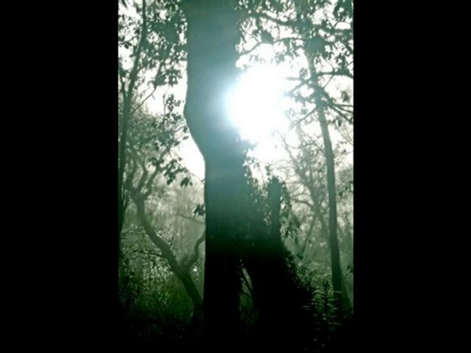 4 ritournelles sylvestres pendant que le loup