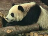 Giant pandas go on show in China