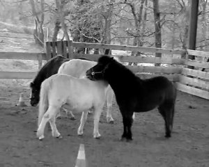 Ecuries de Saint Paul