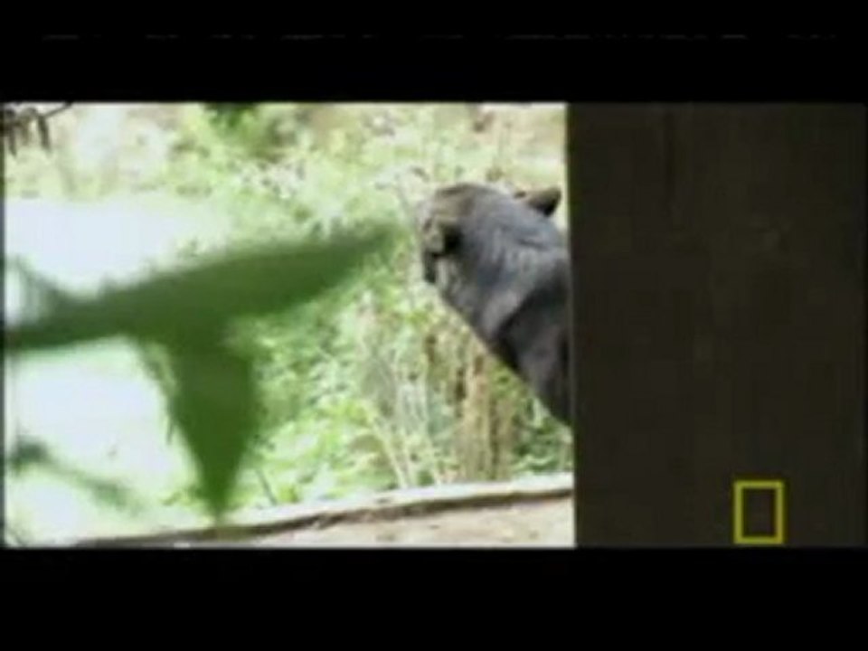 Shaun Ellis, A Man Among Wolves Part 3