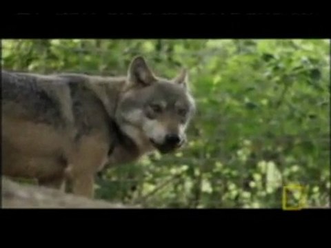 Shaun Ellis, A Man Among Wolves Part 5