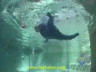 Kocaman havuzda küçük çocuk!