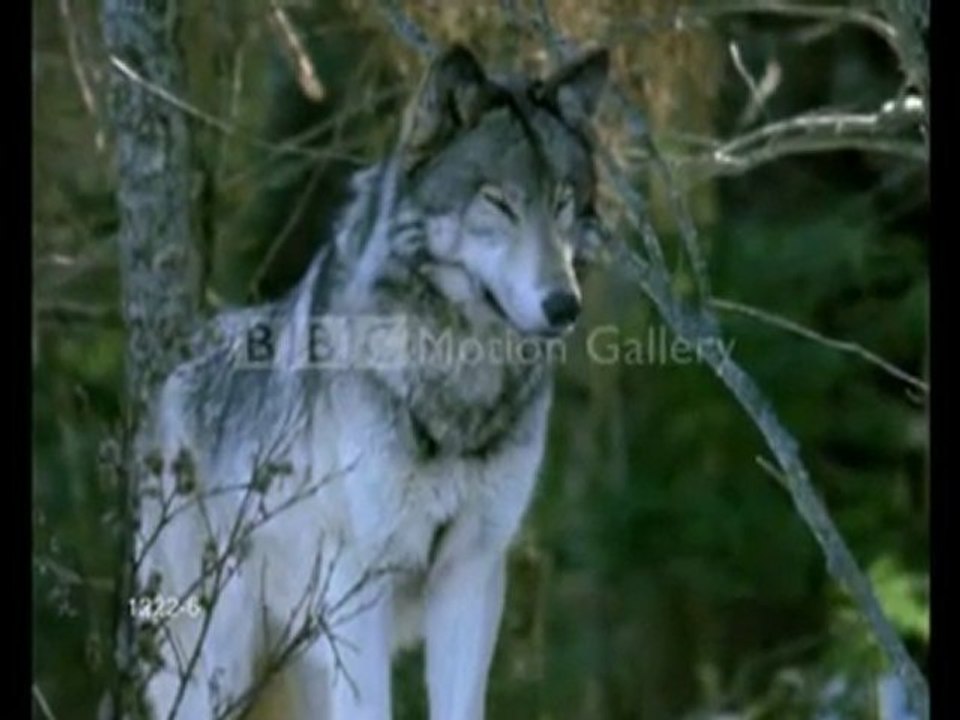 Wolves - Hello