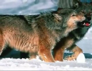 Native American Indian's Brule 'Brave Hearts'