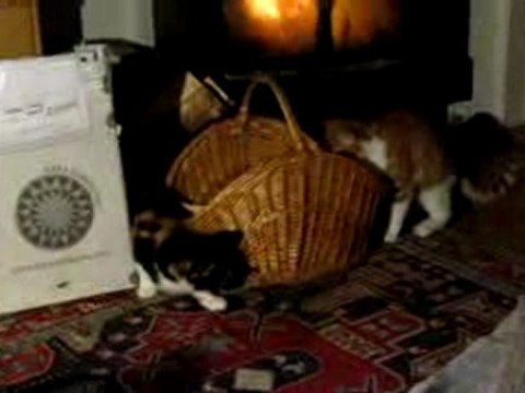 MIRRI & TEKIR 21.01.2010 001