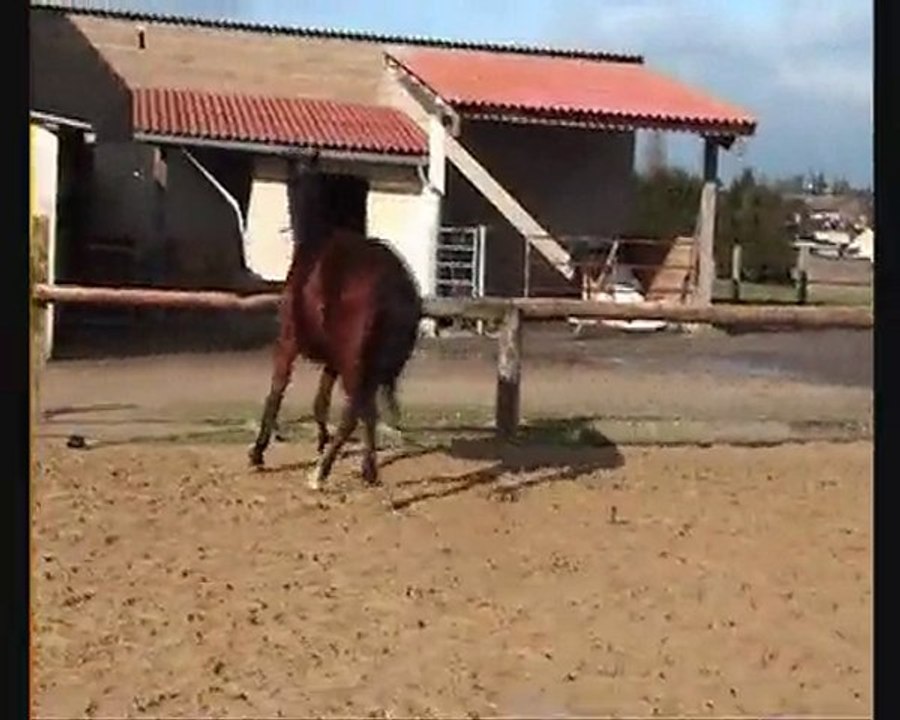 Soubida pur sang à vendre 1400 euros
