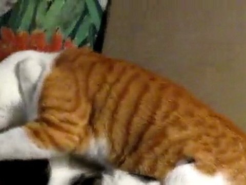 MIRRI & TEKIR 21.01.2010 002