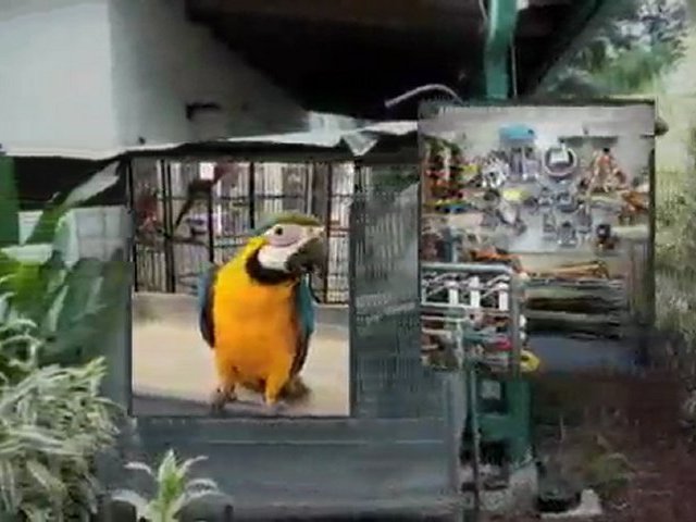 AVIARY BIRD SHOP EXOTIC BIRDS SUPPLIES SUPPLY MIAMI FLORIDA