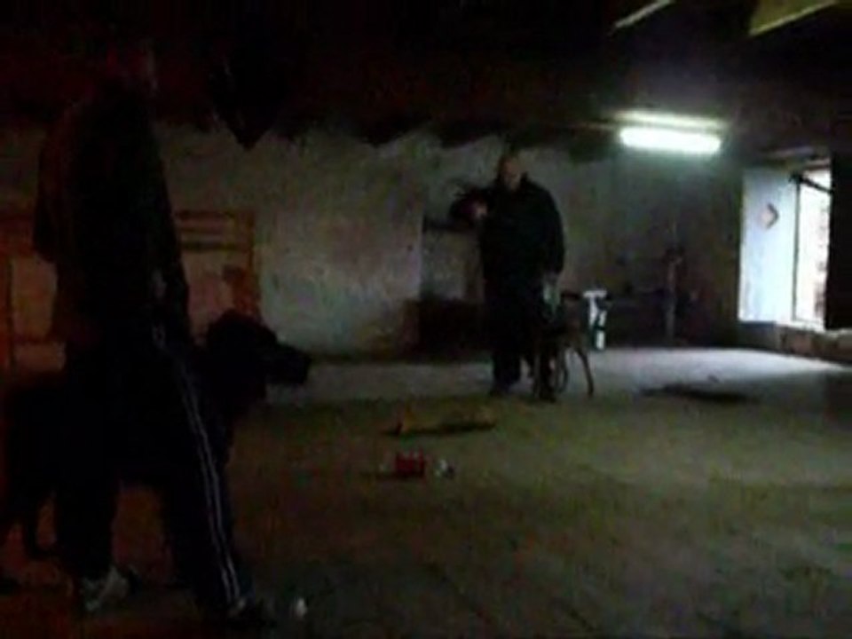 entrainement chez wolf dog intervention