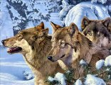 Wonderful Wolves-Morning Star