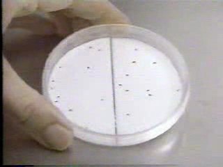 ABC WNT sponsor bumper / Hartz Blockade