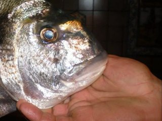 le pecheur des calanques 2