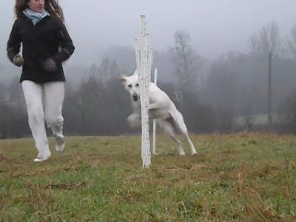 slalom agility 2