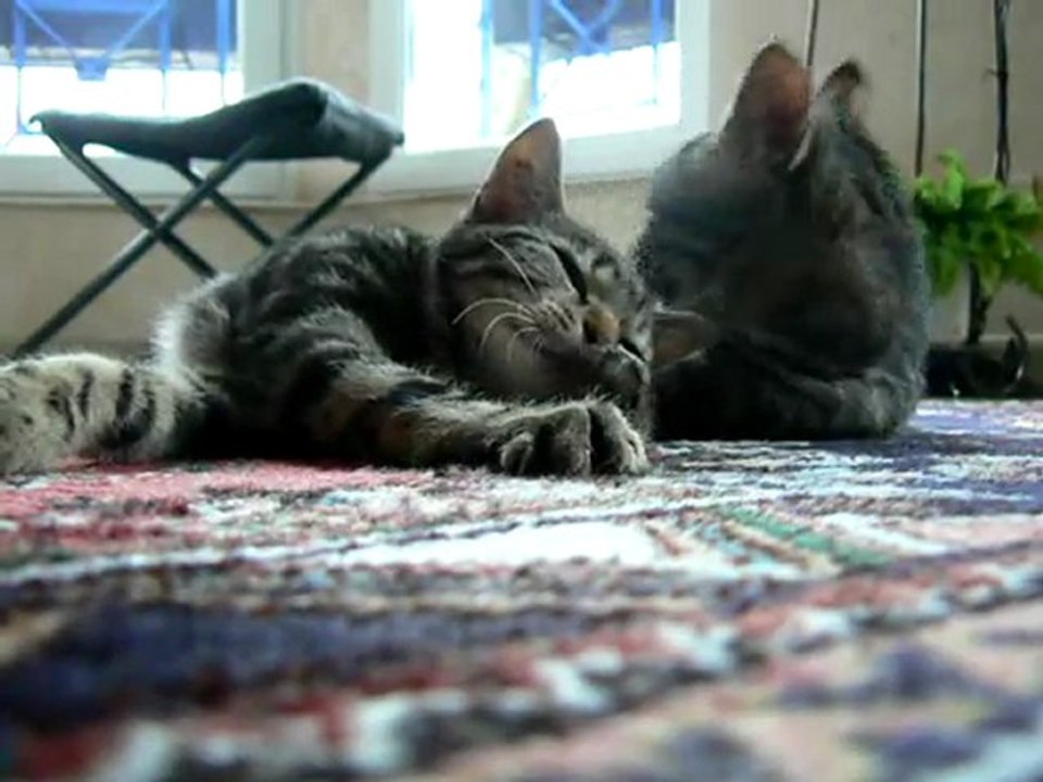 Moment de calin entre chats