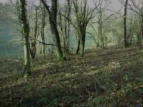 chasse à la becasse au chien d'arret ;epagneul picard