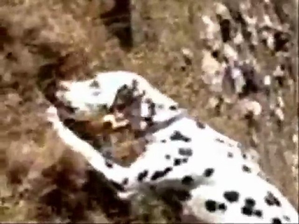 Diva a la chasse le 21 janvier 2010