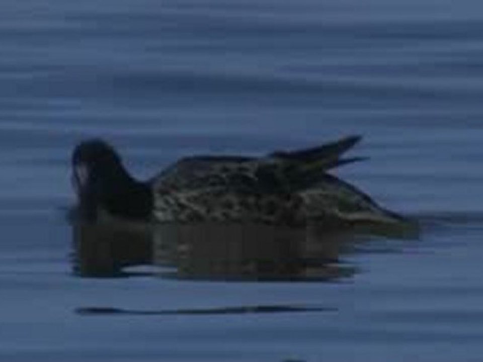 Anas cyanoptera