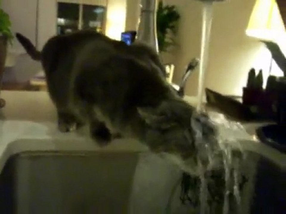 CAT SHOWER !..