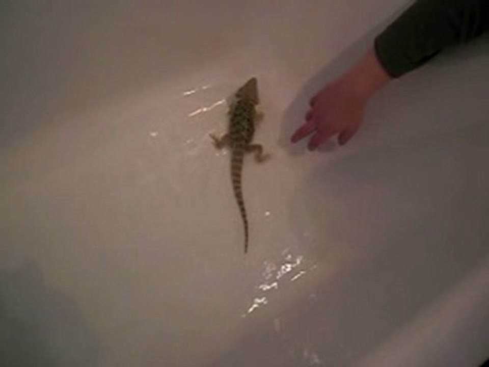 Pogona bain 2