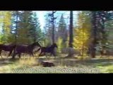 Arabian Horse Planet - الخيول  العربية