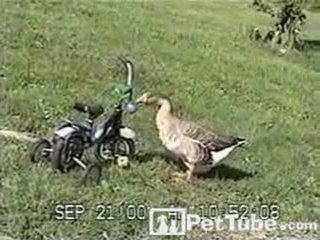 Another Way for a Duck to Honk - PetTube.com