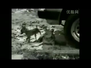 funny dog, INA personal assistant