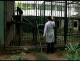 Brazilian Animal Rights Groups Wants Chimp Freed