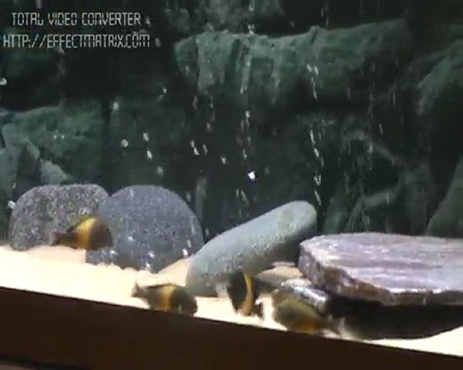 F1 Tropheus Kriza Akvaryumu