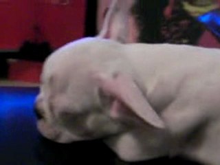 vega bouledogue francais dodo