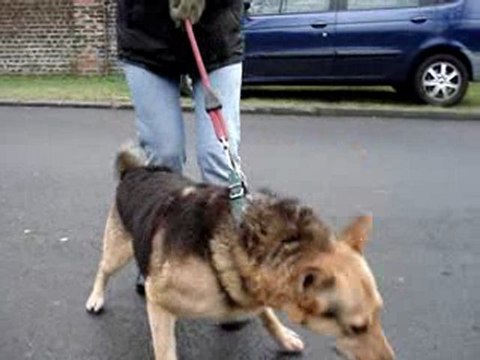 SANTIAG croisé berger 6 ans SPA DOUAI