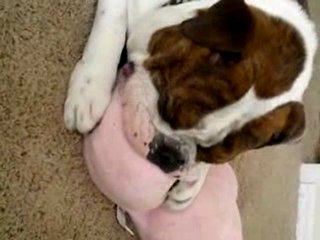 "Nursing" Bulldog - What a funny bulldog