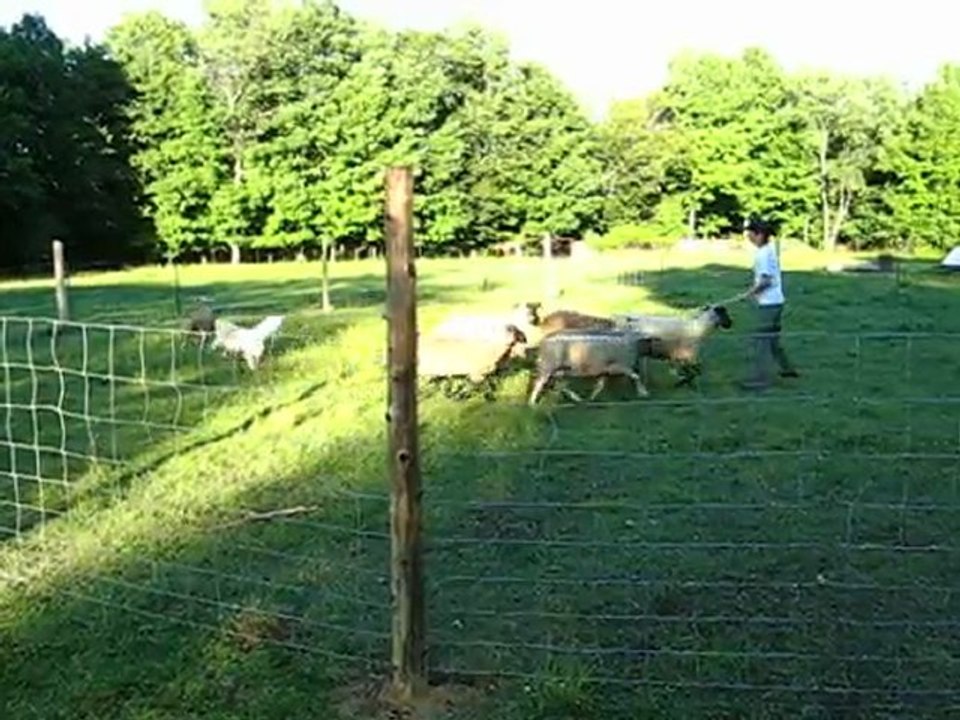 Test d'instinct herding