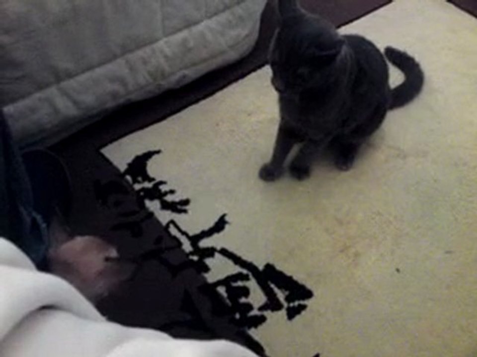 chat vs chihuahua2