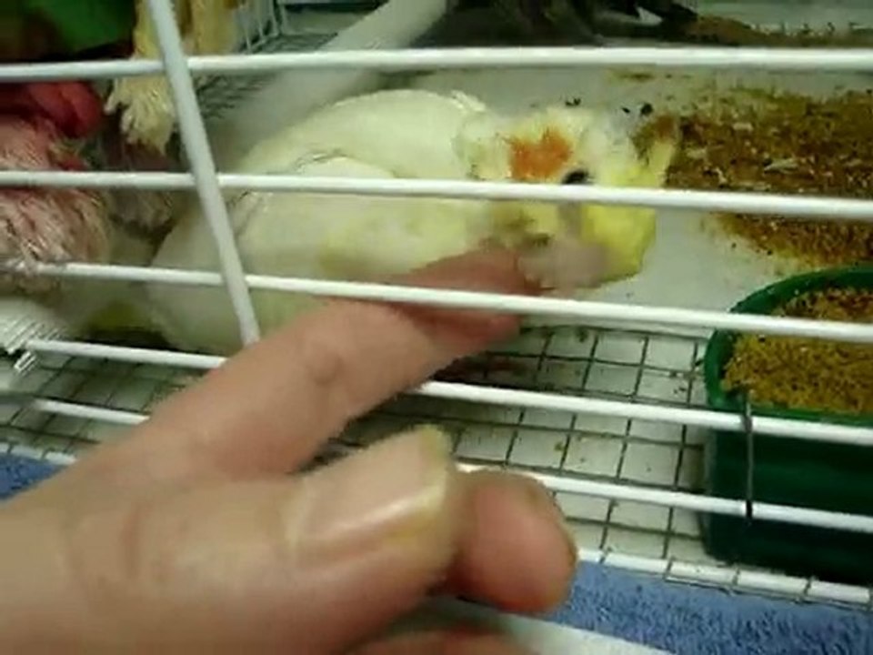 bébés calopsittes a 4semaines