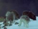 Wolf Hunting - Attenborough - Life of Mammals - BBC