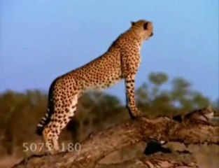 Wolves~ Colours of the wind