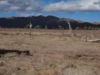 Joshua Tree National Park