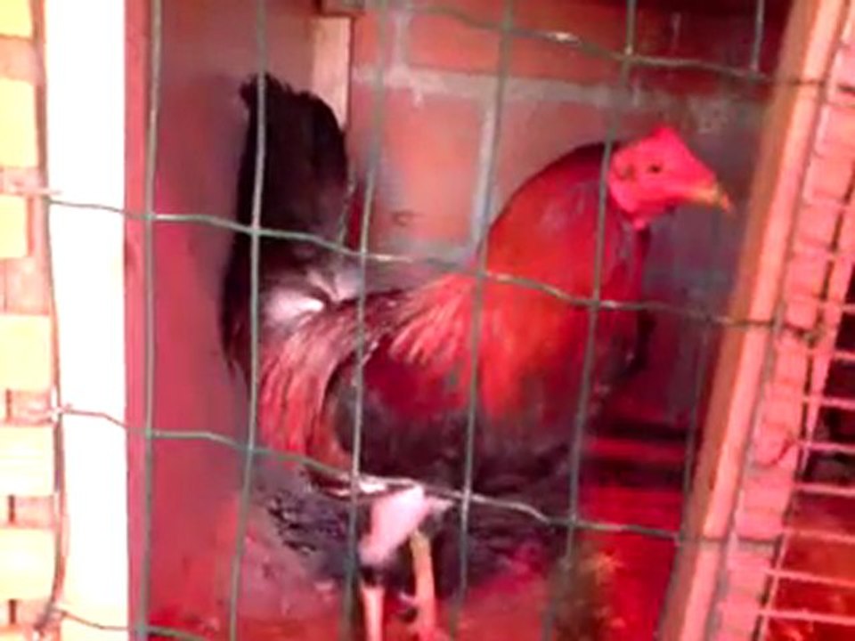 mes coq