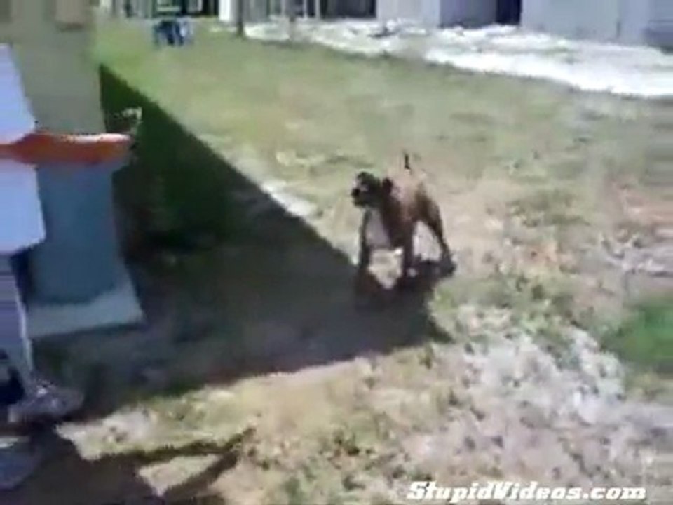 Cane che fa il salto mortale all'indietro