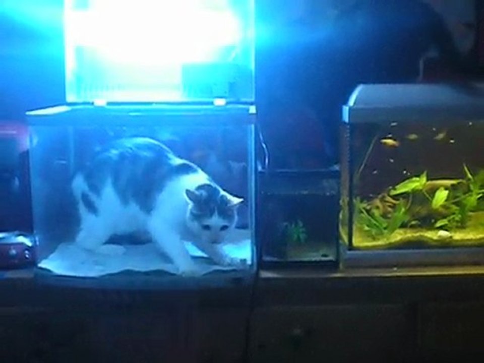 bipo le poisson chat