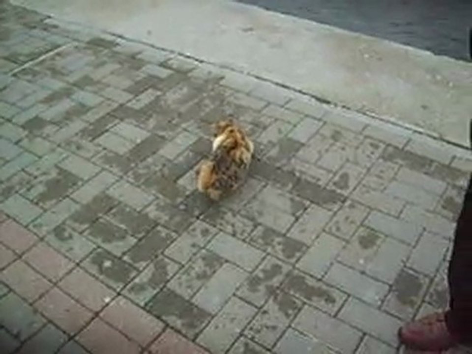 Kedi Çaktırmadan Martı Avında