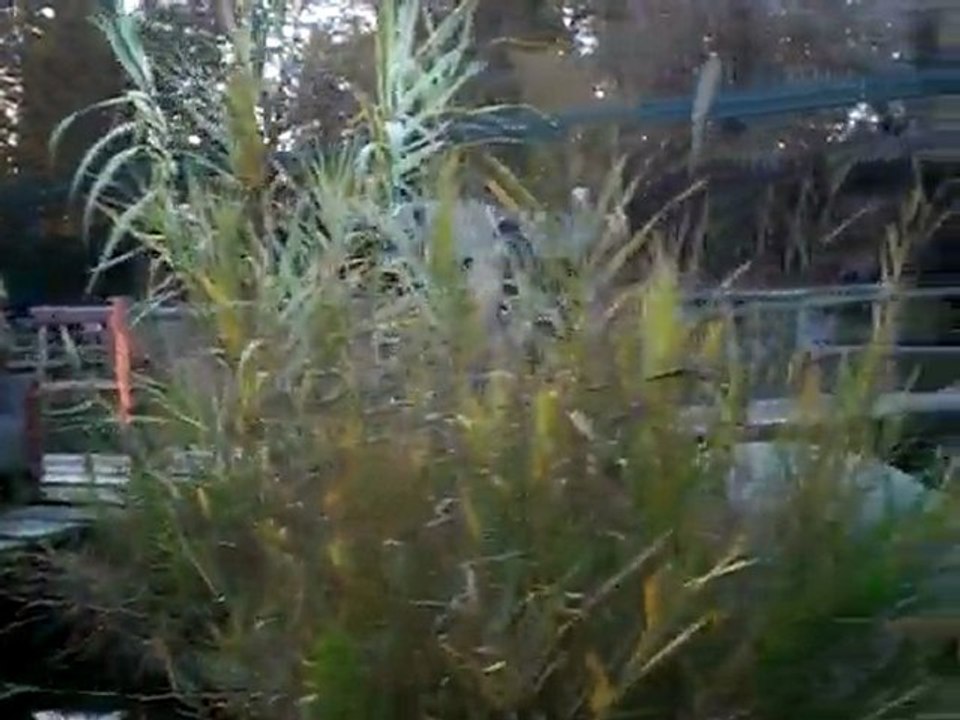 Europapark Dschungelfahrt