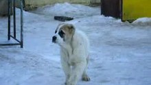 Сен Сао Зевс возраст 3 мес.