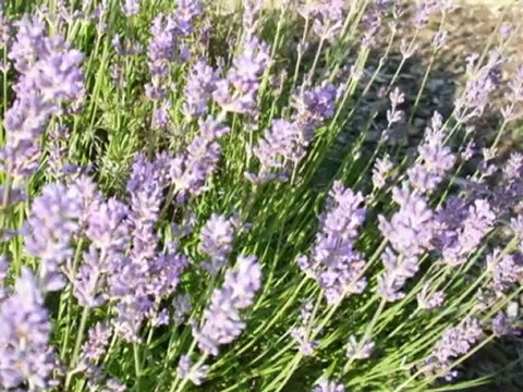 Normandie sans abeilles, disparition des abeilles