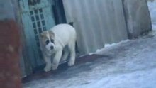 Сен Сао Зевс 3 мес.