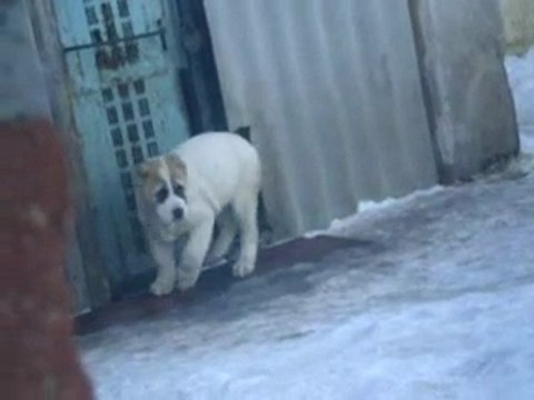 Сен Сао Зевс 3 мес.