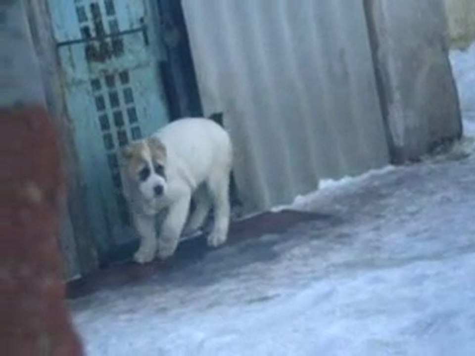 Сен Сао Зевс 3 мес.