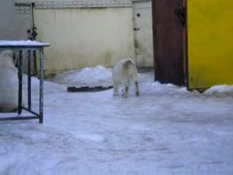 Сен Сао Зарра 3 месяца