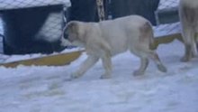 Сен Сао Зарра 3 мес.